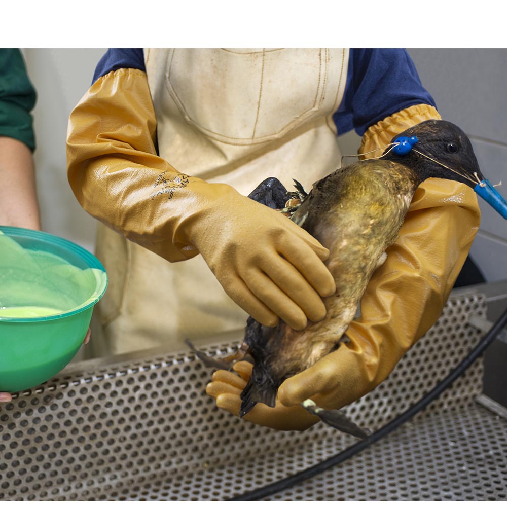 Showa Atlas 772 Nitrile Shoulder Length Glove