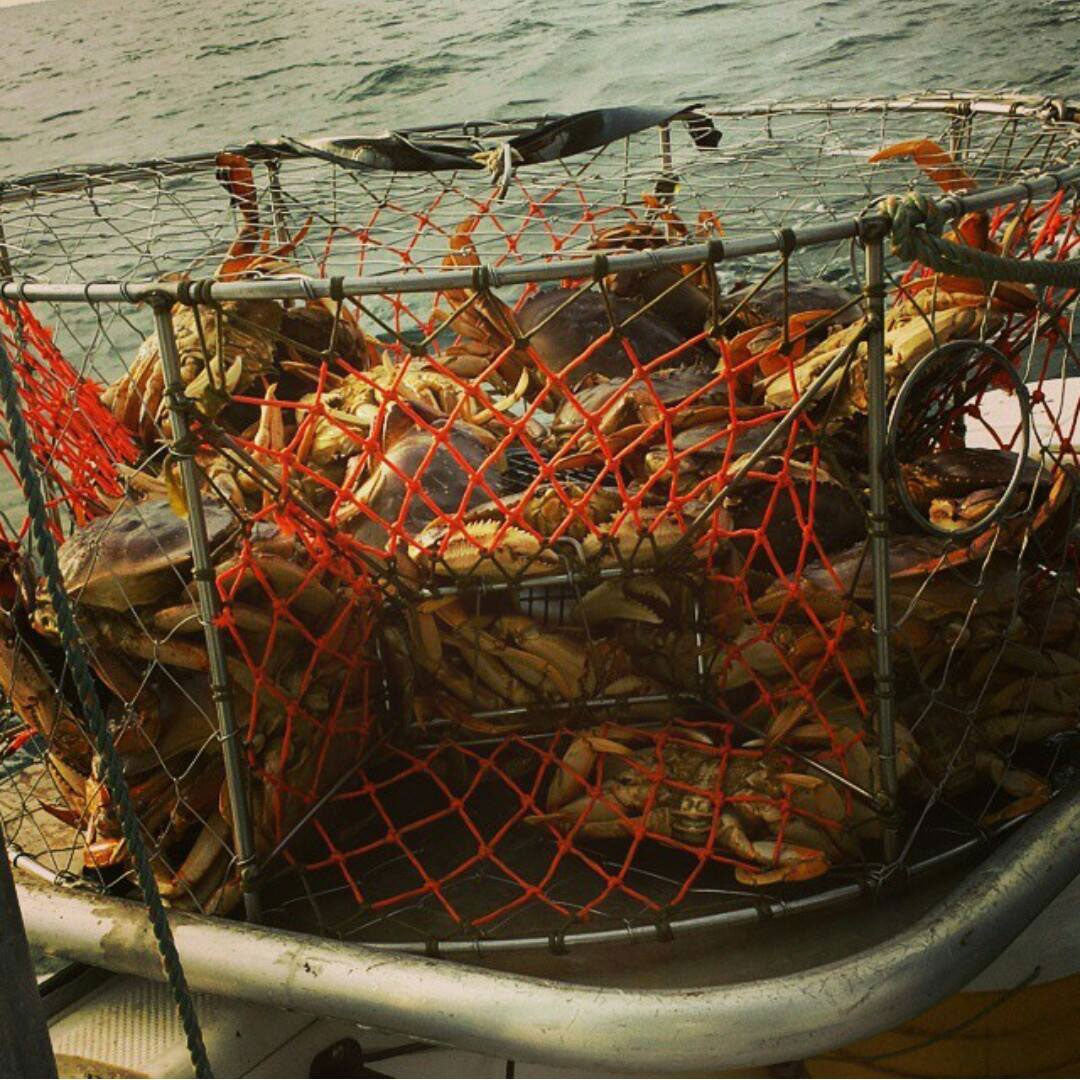 Alaska Dungeness Crab Pot (Alaska only)
