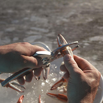 Crab Claw Cutter