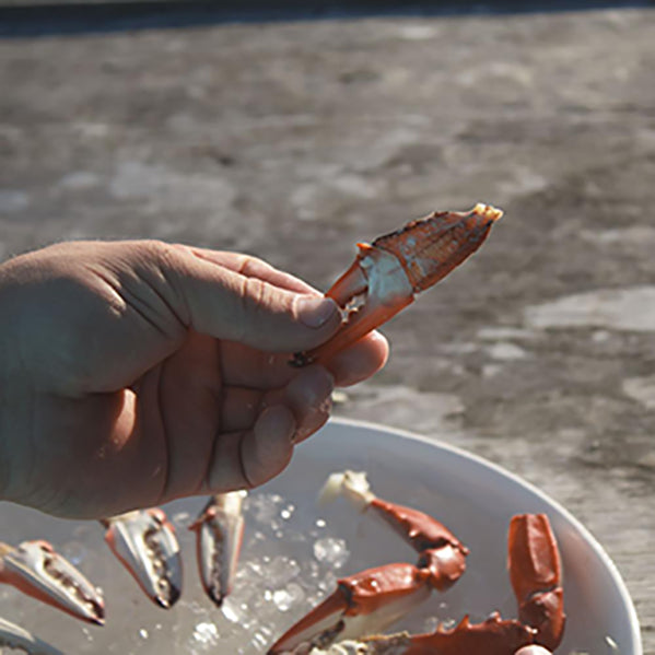 Crab Claw Cutter