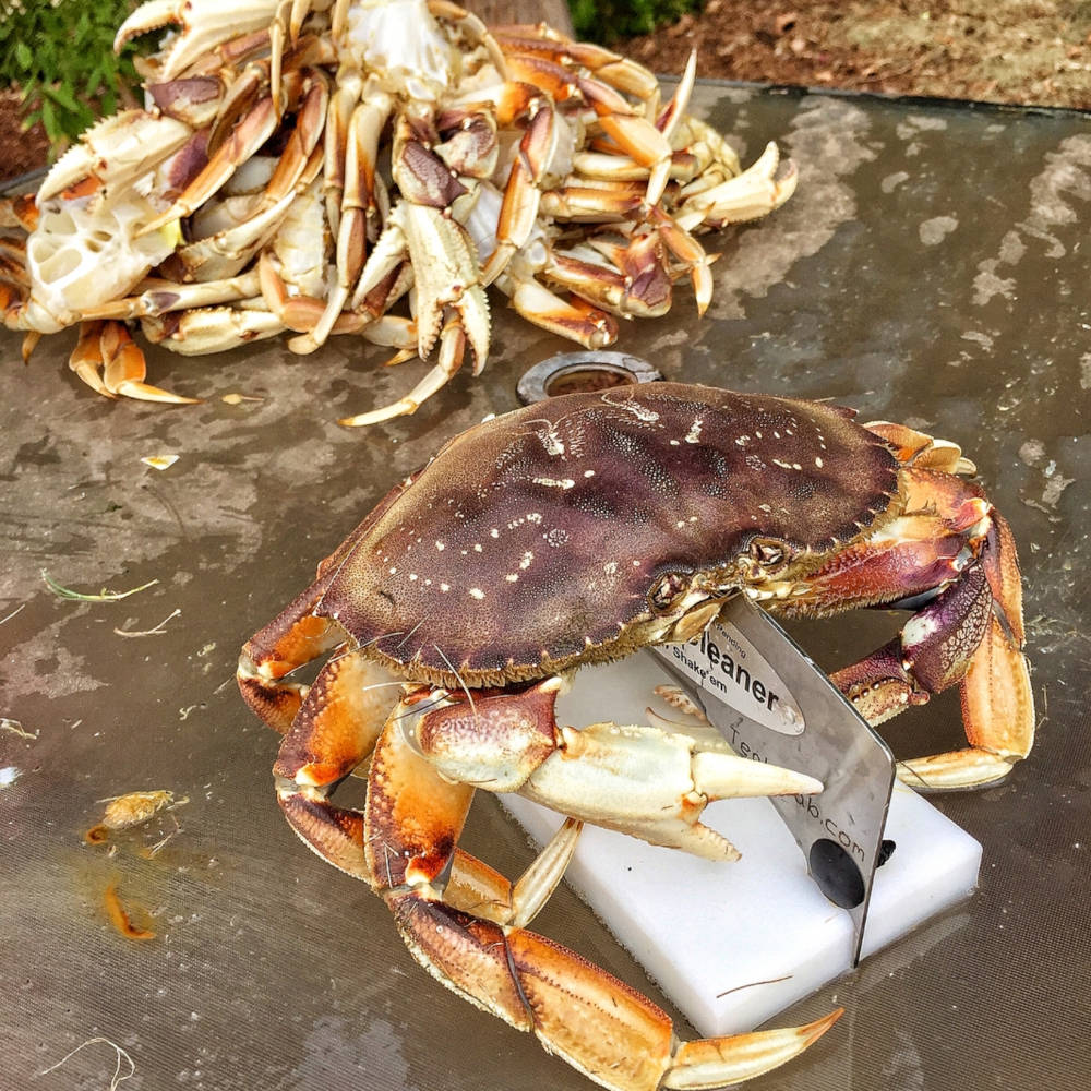 Crack’n Crab Cleaner and Gauge by Teal Crab