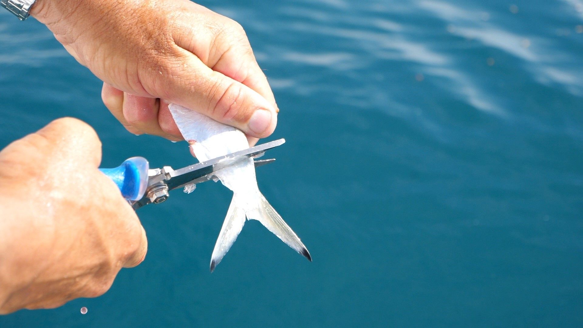 Cuda 8" Titanium Bonded Snips