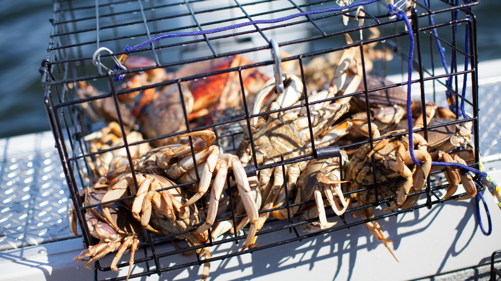 Crabbing Guide: Essential Gear & Tips for a Successful Catch