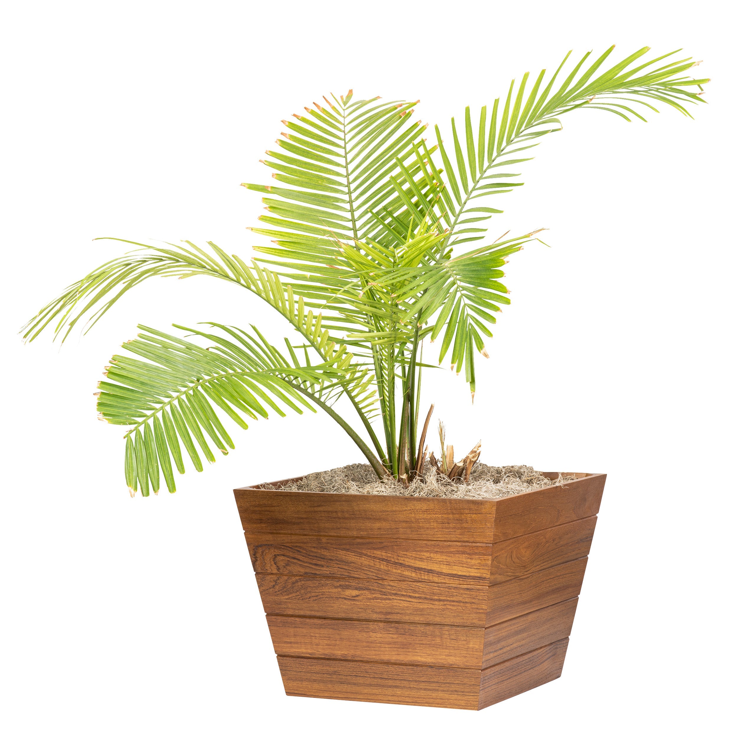 14" Medium Premium Grade Teak Planter Box